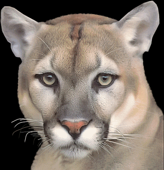 lionne